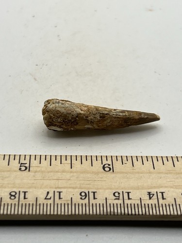 Spinosaurus 1.5” TOOTH Teeth Dinosaur Fossil before T Rex Cretaceous CS 862 - Picture 2 of 5