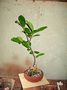 Magnolia Bonsai | eBay