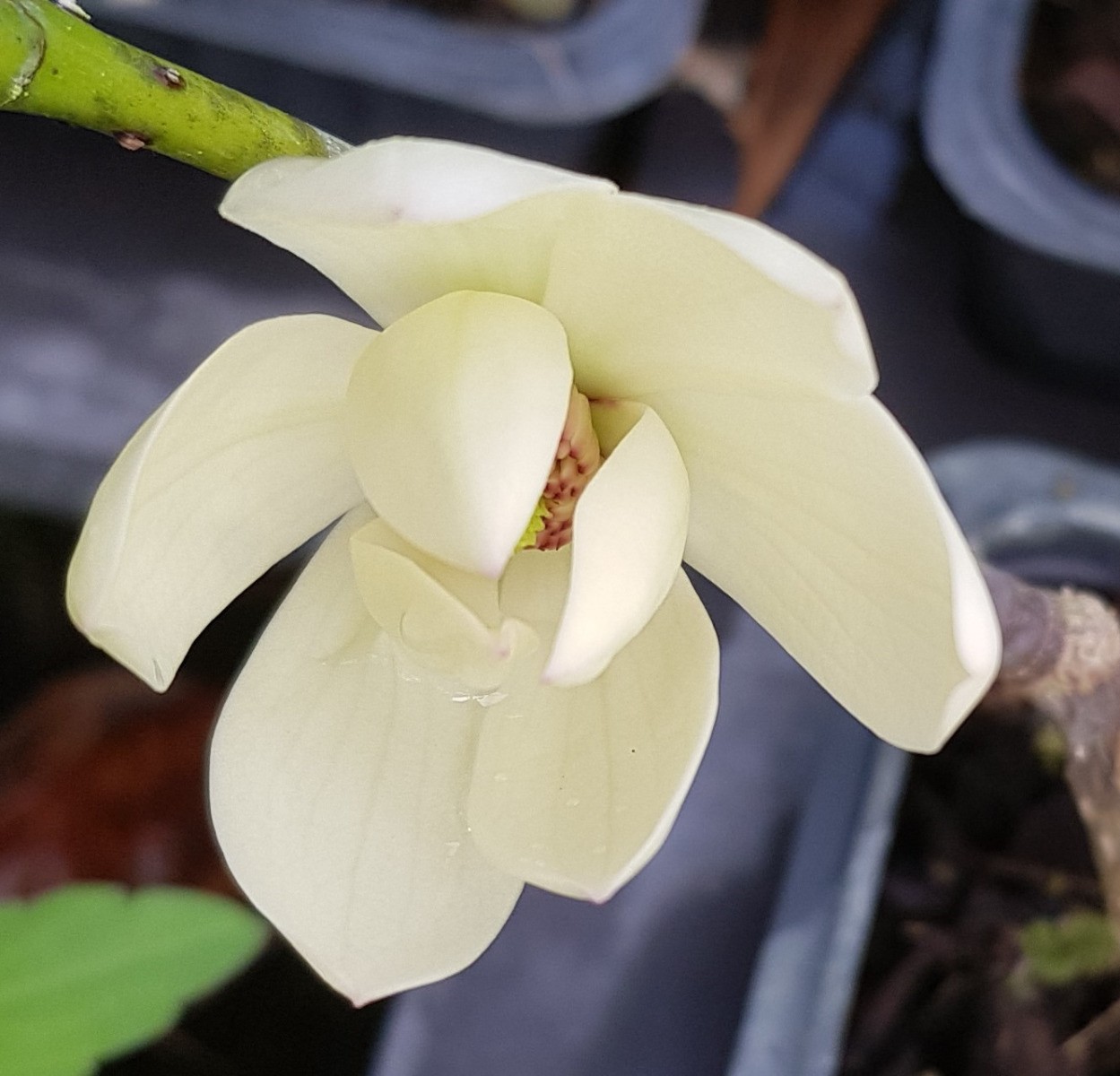 Michelia x Bubbles arbuste parfumé au feuillage persistant pour balcon et terrasse