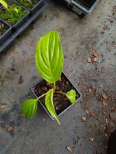 Tacca chantrieri 'Nivea' - 9 cm Pot Black Bat Flower Seedling