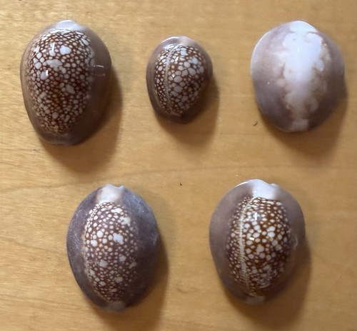 Snake-head Cowrie Lot Of 5 ‘Cypraea caputserpentis’ 10-25mm Kauai