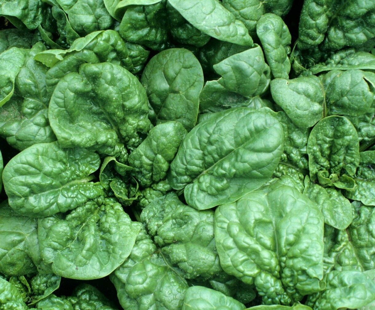 SPINACH SEEDS GIANT NOBLE 100+ vegetable garden LEAFY greens