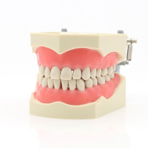 US Columbia 860 Dental Typodont Model Mounting Pole 32PCS Teeth Replacement Exam - Picture 43 of 67