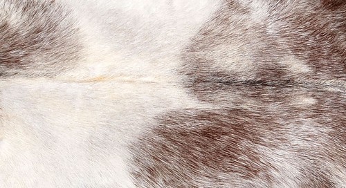 New Goat hide Rug Hair on Area Rug Size 34"x22" Animal Leather Goat Skin G-423 - Picture 2 of 3