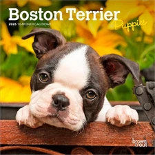 Boston Terrier Puppies | 2026 7x14" (Hanging) Monthly Mini Wall Calendar