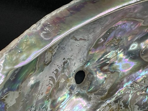 Große 8,25" natürliche Abalone Schale - Bild 12 von 19