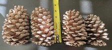 20 Natural Pinecones for Crafts, Rustic Decor, Crafting 4"-6" Large Pine Cones