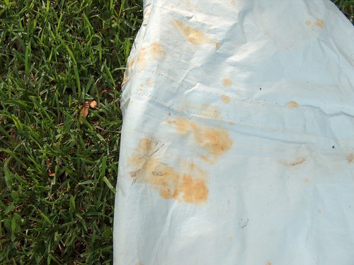 Hobie 16 Sail Main And Jib - Heavy Rust Stains - needs some repairs - Picture 7 of 23