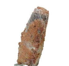 Dinosaur Tooth Spinosaurus Spinosaur Morocco (EA9993) fossil cretaceous jurassic