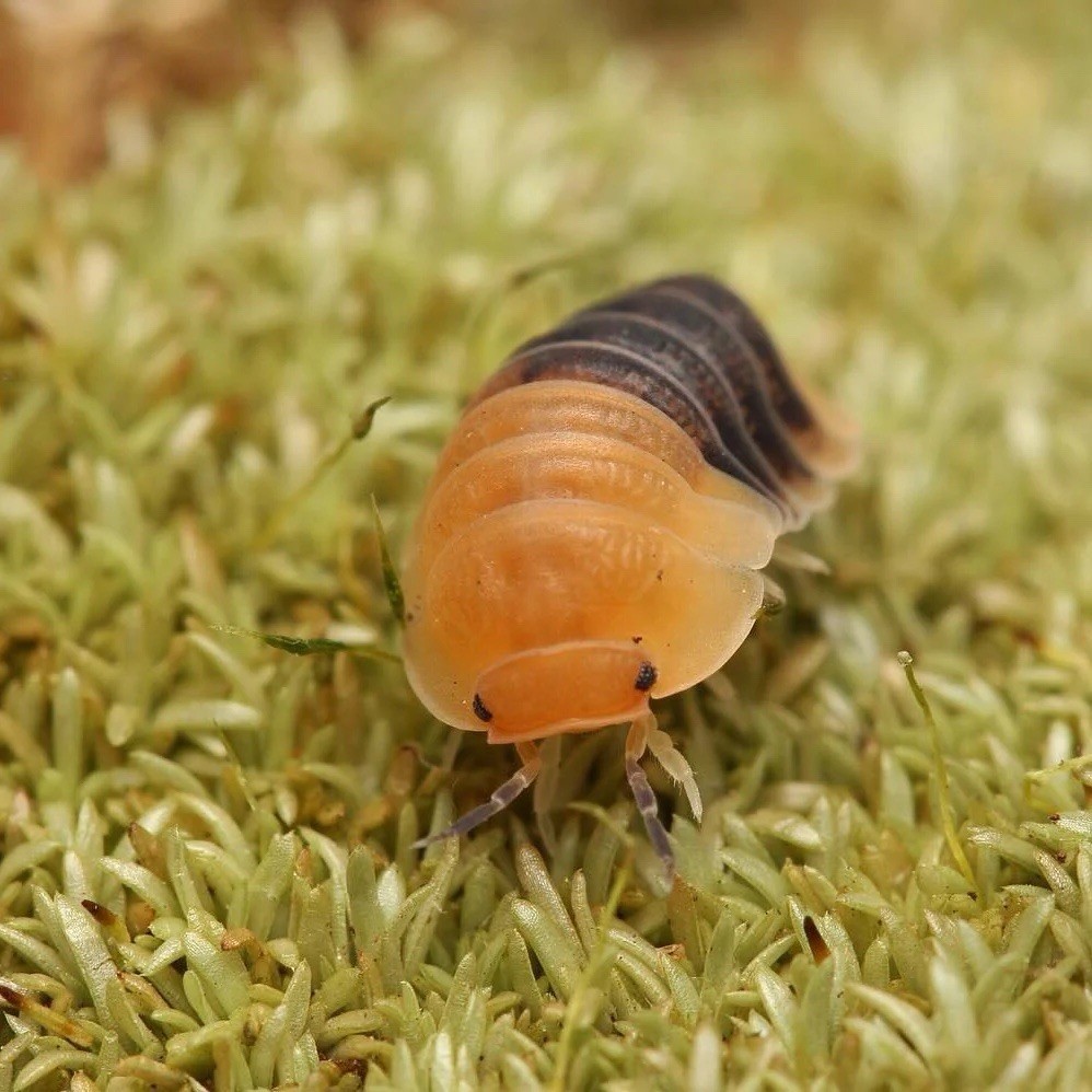 RARE!!! Rubberbee🐥🐝LIVE Cubaris isopods 8ct+ LAG bioactive, rubber duckies