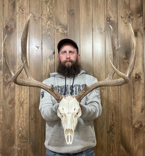 Dark Perfect 5x4 Mule Deer Antler Horn Fake Skull Mount Taxidermy Rack ...