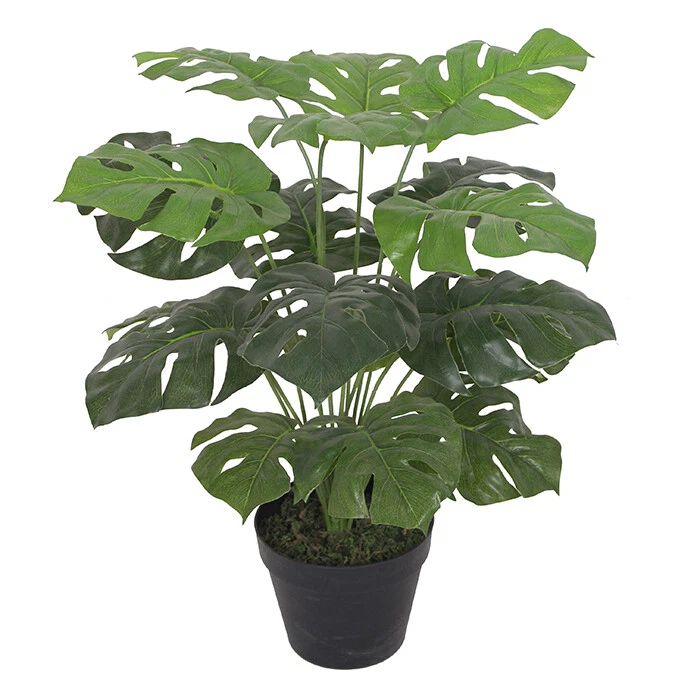60cm Monstera - 7068