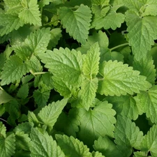 Catnip Seeds | 2,000 Seeds | Heirloom / Non-GMO | Free Shipping | 1164