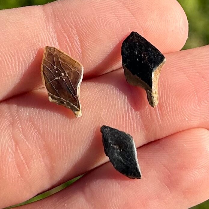 Hell Creek Fossil Gar Fish Scales LOT OF Cretaceous Age Montana