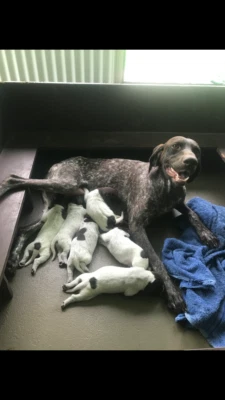 German Shorthair Pointers Puppies Only 1 Left Dogs