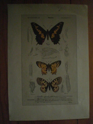 Gravure du XXe siècle et contemporaines sur les animaux