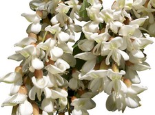 Robinie -Robinia pseudoacacia- Mengenauswahl 20 - 1.000 Samen  *Winterhart*