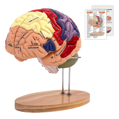 Human Brain Model 2 Times Life Size, 2024 Newest Brain Anatomy Model, Includes 4
