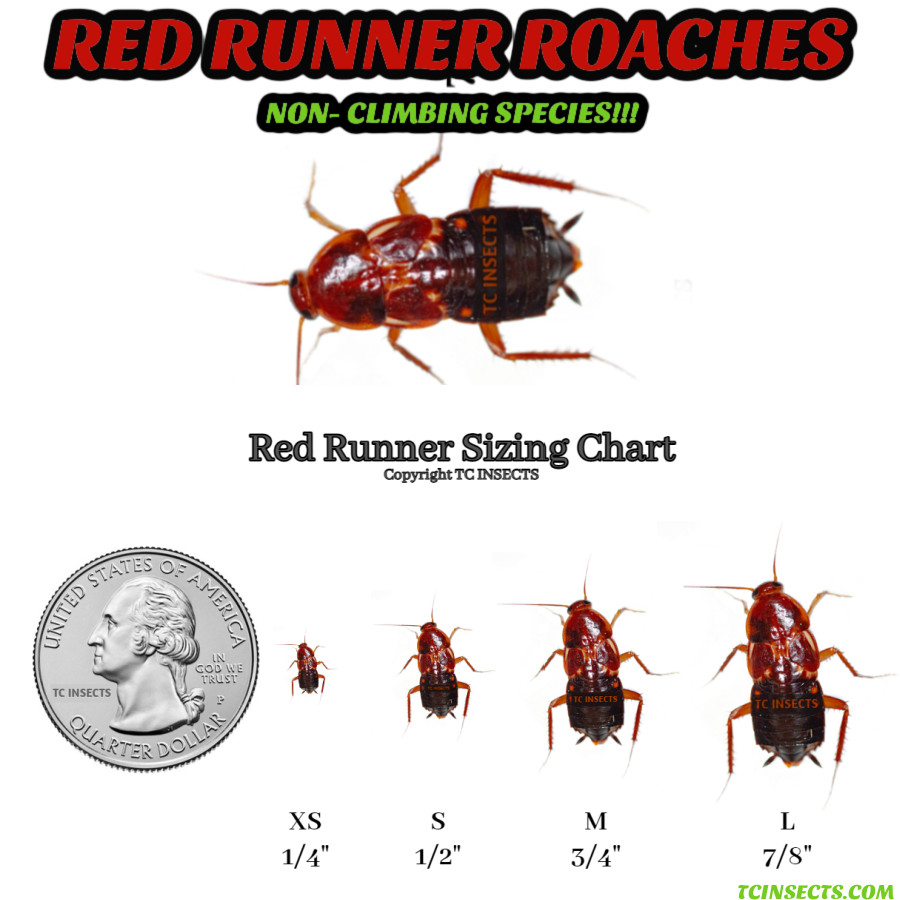 1000+ Turkestan Red Runner "Blatta Lateralis" Feeder Roaches Dubia Replacement