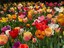 holland.trading