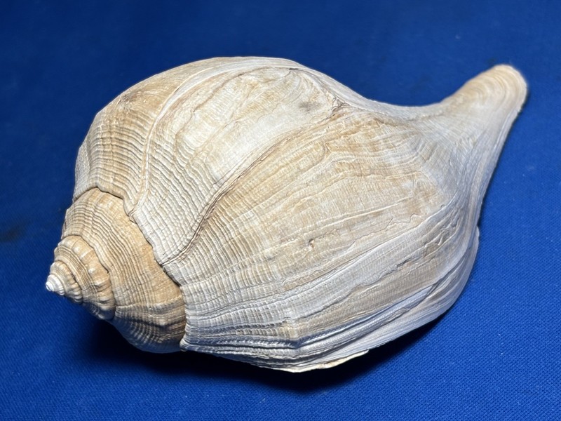 Super Rare Find! Extinct Welk “Busycon Dueri” Pleistocene Era Florida