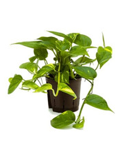 Golden POTHOS Scindapsus Epipremnum Aureum Devils Ivy Indoor Plant in 12cm Pot