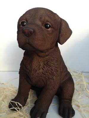 Labrador Chocolate Maschi E Femmina - Foto 3