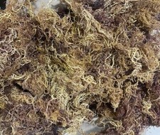 Sea Moss FRESH BATCH Organic Full Spectrum Wild Crafted Superfood 8oz SUN DRIED