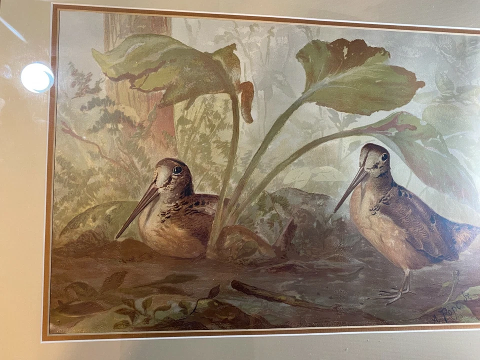Impresión cromolitógráfica Alexander Pope Jr. (1849 - 1924) "Two Woodcocks" - Enmarcada Foto 4 de 4
