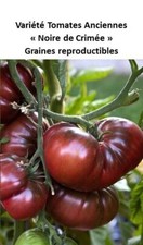 20 Graines récolte 2025 Tomates anciennes "Noire de Crimée" - 100% PERMACULTURE