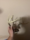 8 Point Whitetail Deer Wall Plate — photo 2