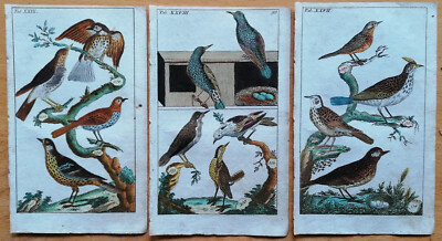 Lark Thrush 3 Prints - Original Engravings Wilhelm Birds - 1800