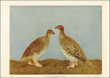 1900 Vintage Print PRAIRIE SHARP TAILED GROUSE Bird Birds North America Forest