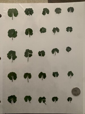 Collection of 5 leaf clovers various sizes | eBay