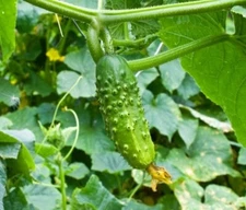 Cucumber seeds, 25 encrusted seeds cucumber ANNA F1 Netherlands SW1102+TRACK №