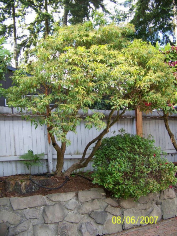 fukien tea bonsai yellow leaves Art Fukien Tea