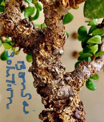 #ad #ad Cork Bark Jade Frank Yee Jade $25.00