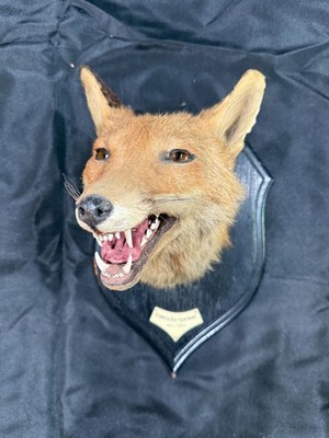 Antique 1929 English Fox Head Mount   Essex & Suffolk Hunt Plaque   Rowland Ward