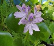 3 Water Hyacinth Pond Plants Floating Pond Plants Healthy Bunch