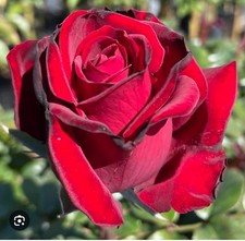 Peak Performance Hybrid T Rose Bush.. Live Starter Plant