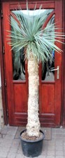 Yucca rostrata z Meksyku, 190cm, pień 120cm, ukorzeniona!