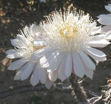 PENIOCEREUS GREGGII *100 seeds* Night Blooming Cereus Tuber Caudex Cactus 
