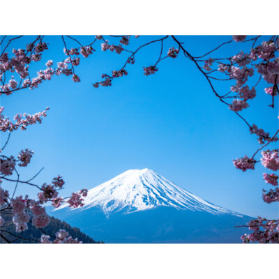 Ying Kirschblütenmontierung Fuji Japan Leinwand Wandbild Kunstdruck