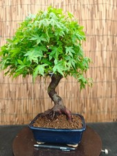 Bonsai di Acero Yamamomiji h 48cm Visita il mio negozio!