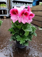 Pink Pelargonium Plant | 12cm Pot | Geranium | Indoor / Outdoor Flowering Plant 
