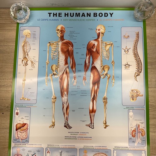 The Human Body - Anatomy Poster Body & Descriptions & Grid 24" X 36" P26 - Picture 2 of 6