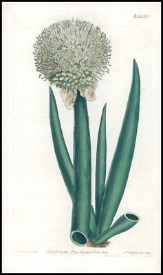 1808 CURTIS Botanical ALLIUM FISTULOSUM Welsh Onion Pl 1230 (CB1/51)