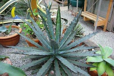 Agave xylonacantha, Succulents Cactus Agaves - 10 Sementes