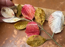 vintage millinery 1940s velvet leaves 1 spray Japan cream raspberry golden