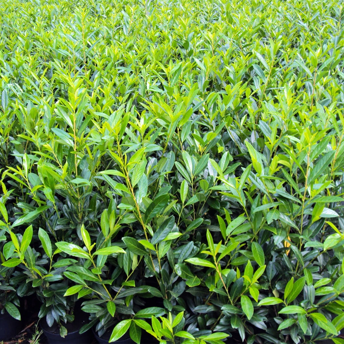 lonicera ciliosa Lonicera ciliosa main image 0